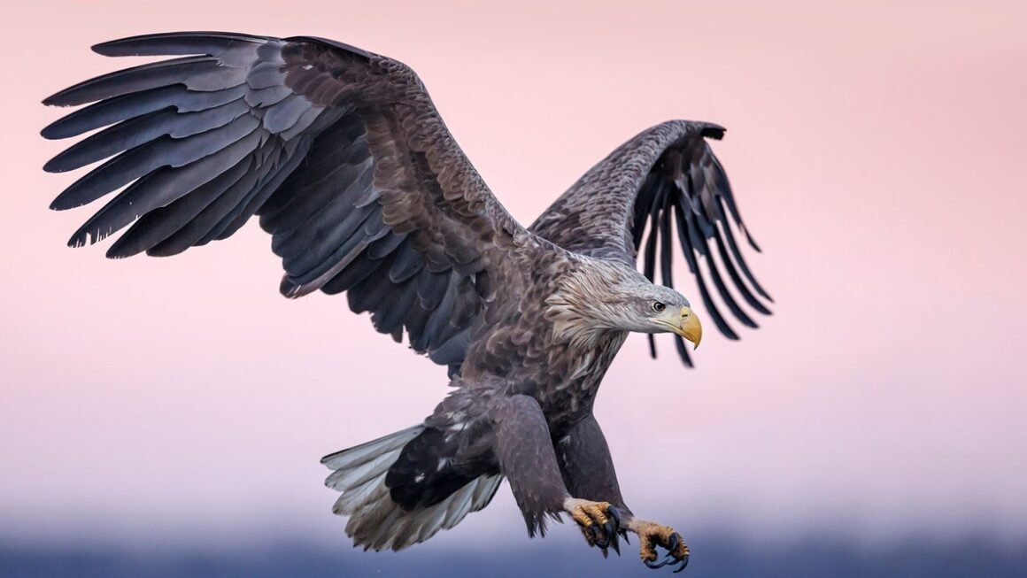 Airplanes of the Future Could Be Fitted With Feather-Like Flaps